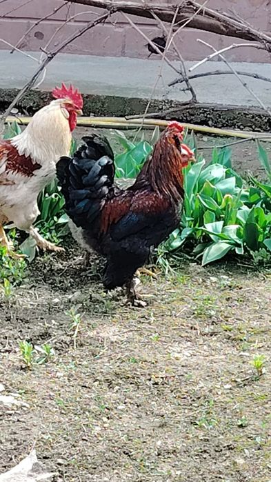 Продаётся петух домашний хороший