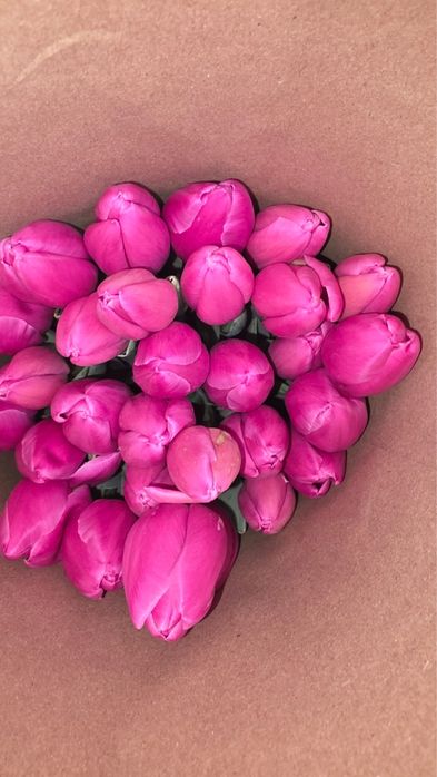 Тюльпаны опт и розница