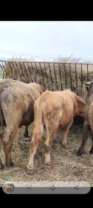 Продам КРС (10 бычков)