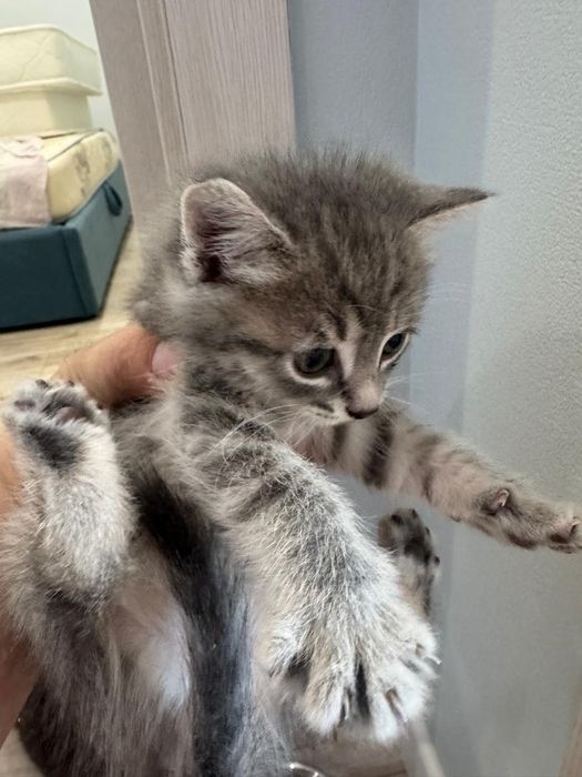 Котята шотландские