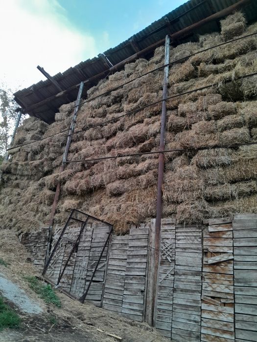 Продам горное сено