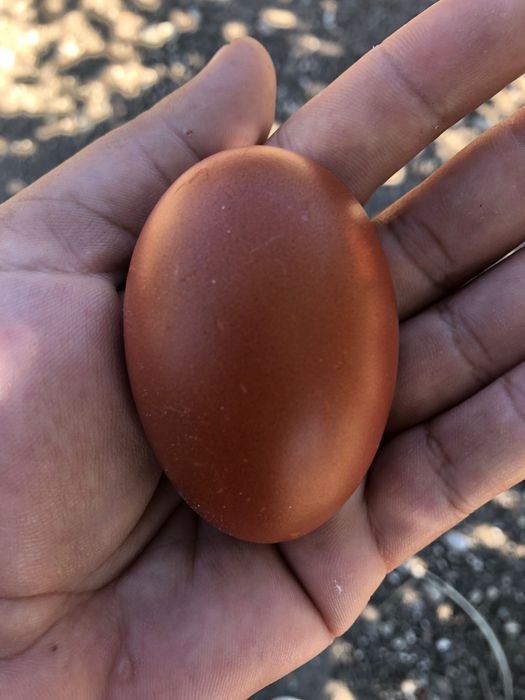 Oua si cocoși Marans