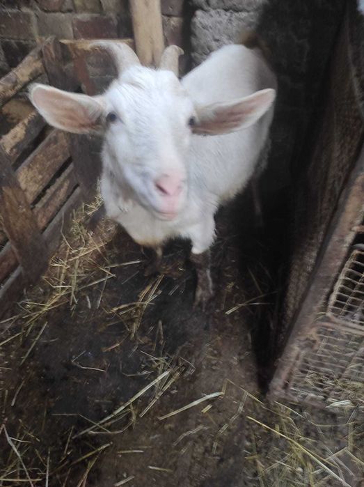 Срочно продам  козу, даёт в день   2 +4 литра  молока .