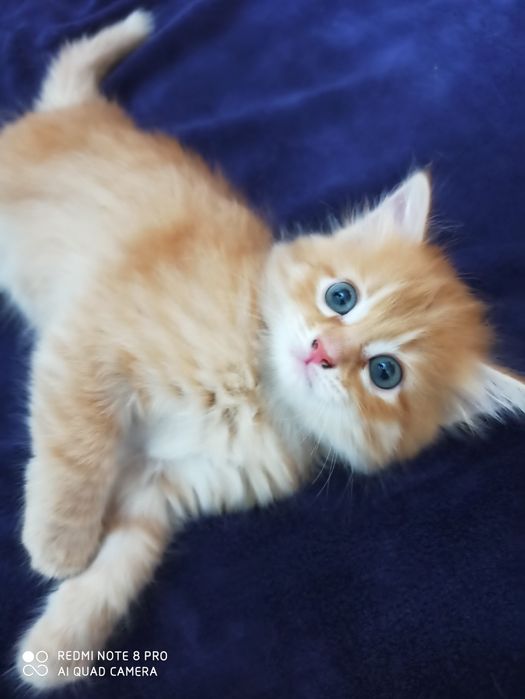 Отдам котят в хорошие руки