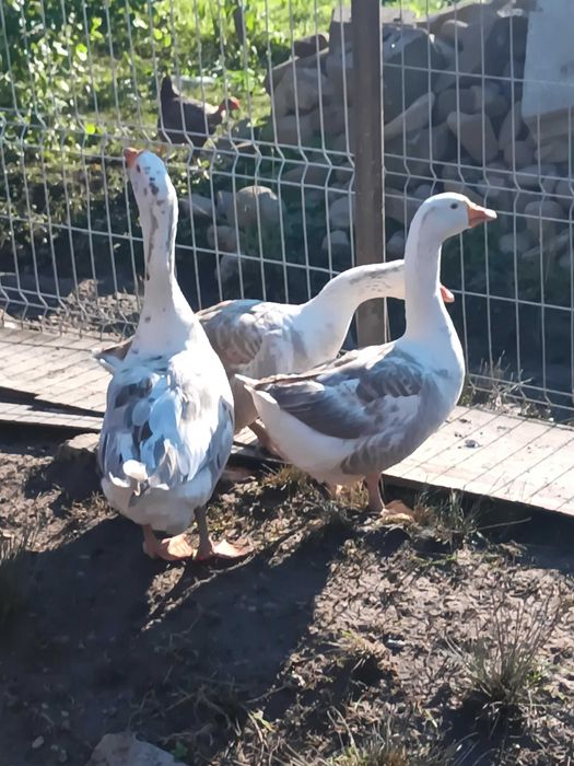 2 gâște și 1 gascan