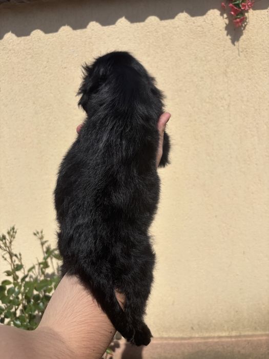 Cocker Spaniel baiat negru