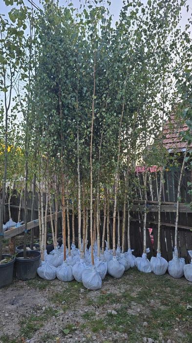 Vand Mesteacan , Tei , Platan , Artar de camp, Stejar. Plante de Padure.