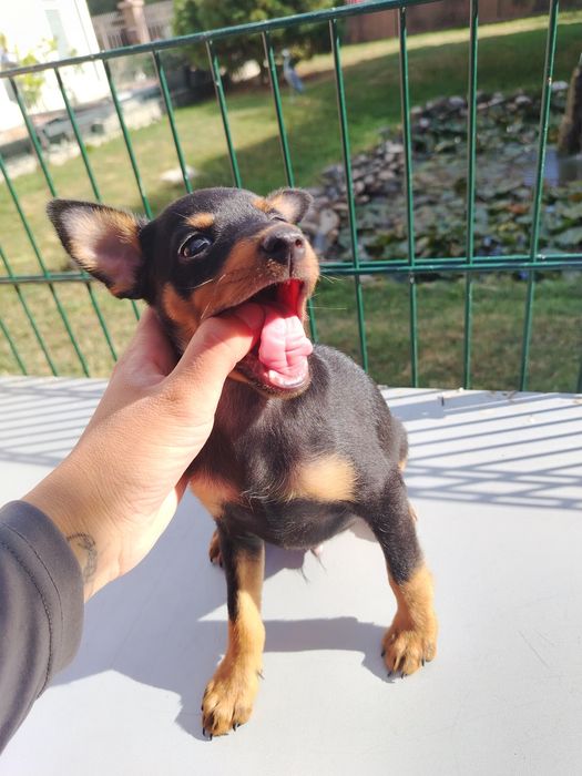 Pinscher Pitic mascul