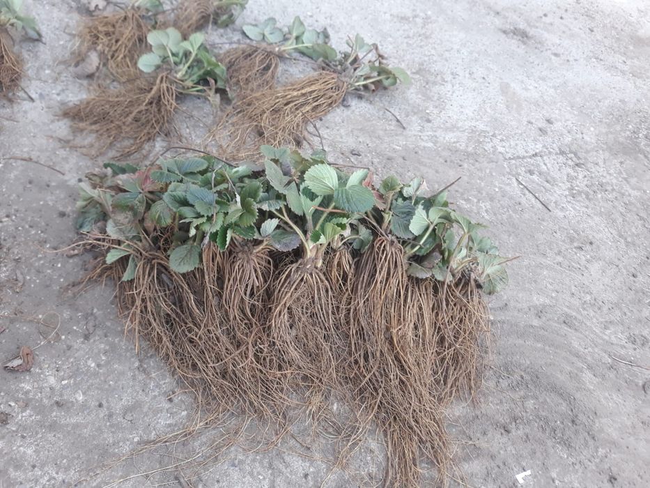 Ofer spre vânzare stoloni capsuni Albion ,Alba ,Asia și altele