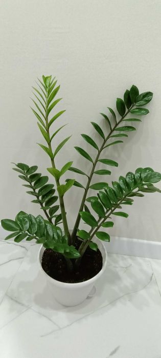 Фикус каучуковый 7000,фикус бенджамина 5000,4000,3000