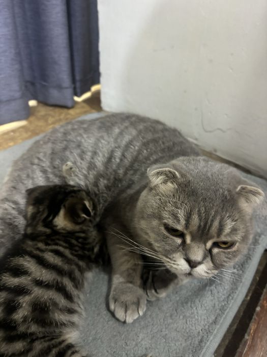 Кошка с котенком