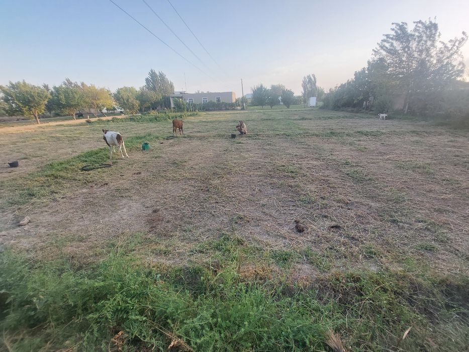 Коракуль тумаида тез ва арзон 20 сотикли йер майдони сотилади