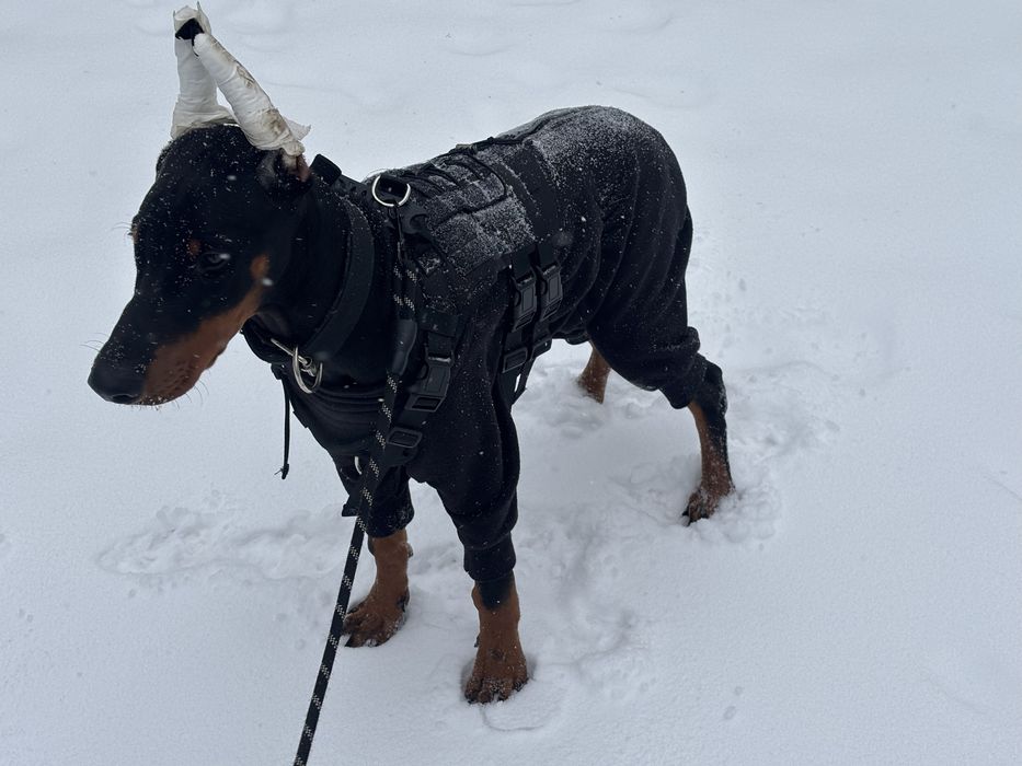 Продам добермана мальчик 8 месяцев