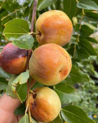 Хинап сорт „Ли“ (Li)
ГИГАНСКИ 
В плододаваща възраст !!!