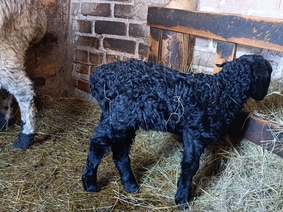 Продам овечку с ягненком