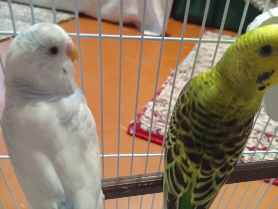 Продам попугаев срочно