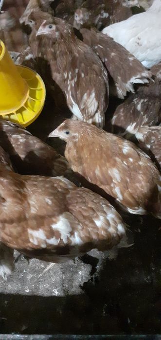 Продам цыплят Ломан браун.