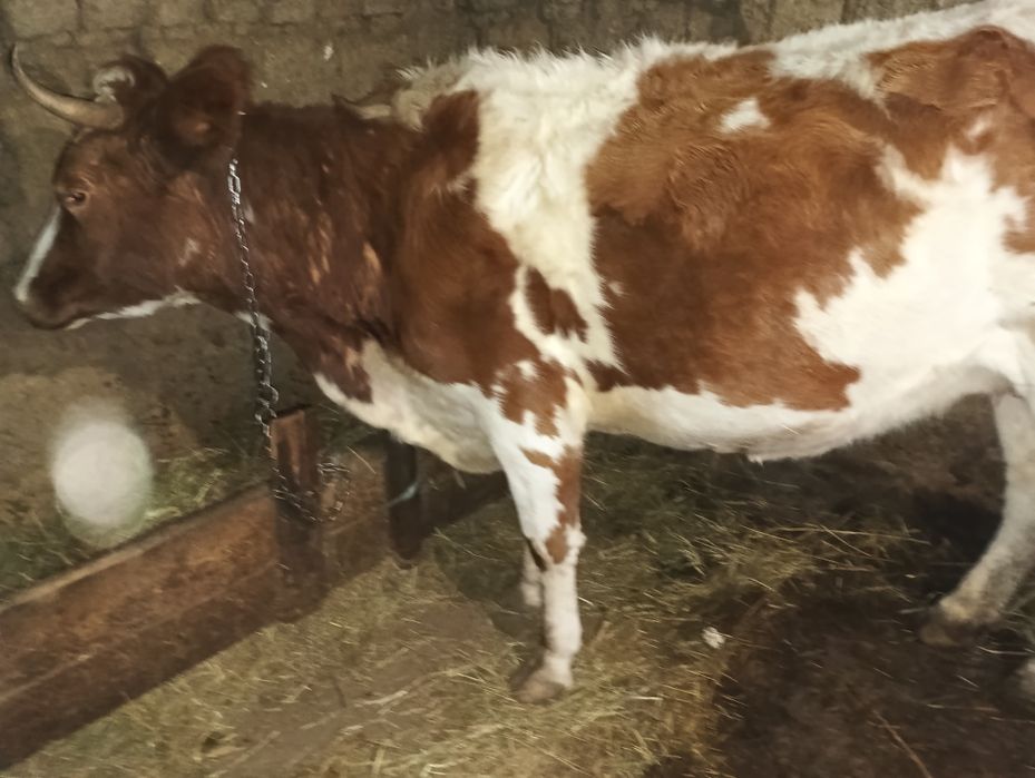 Vând jurinca  gestantă