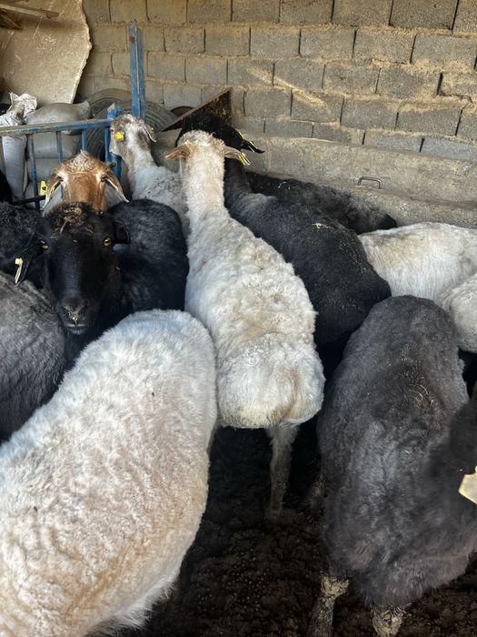 Қой сойып беремиз