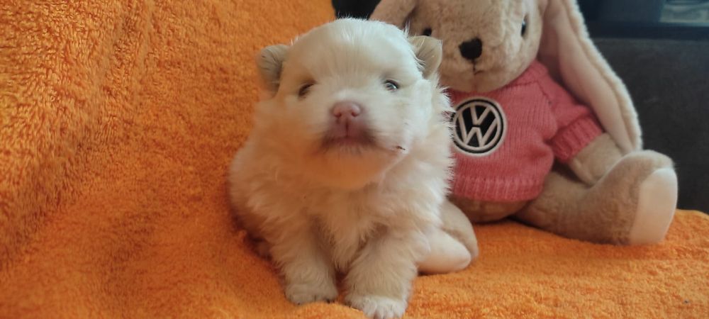 Продам щенков шпица.