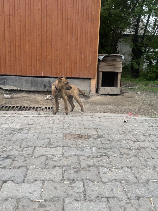 Продам шенок питбул