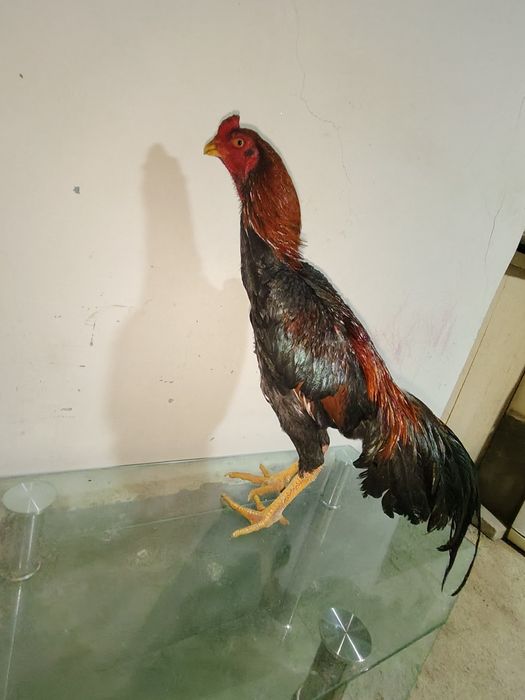 Iwoncli yaxwi narsala