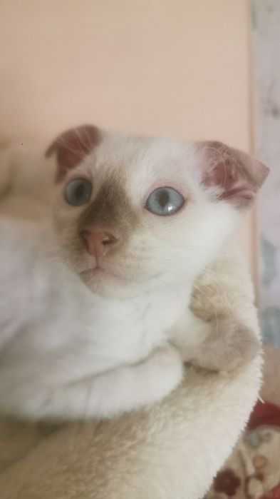 Продаётся котенок сфинкса левкоя