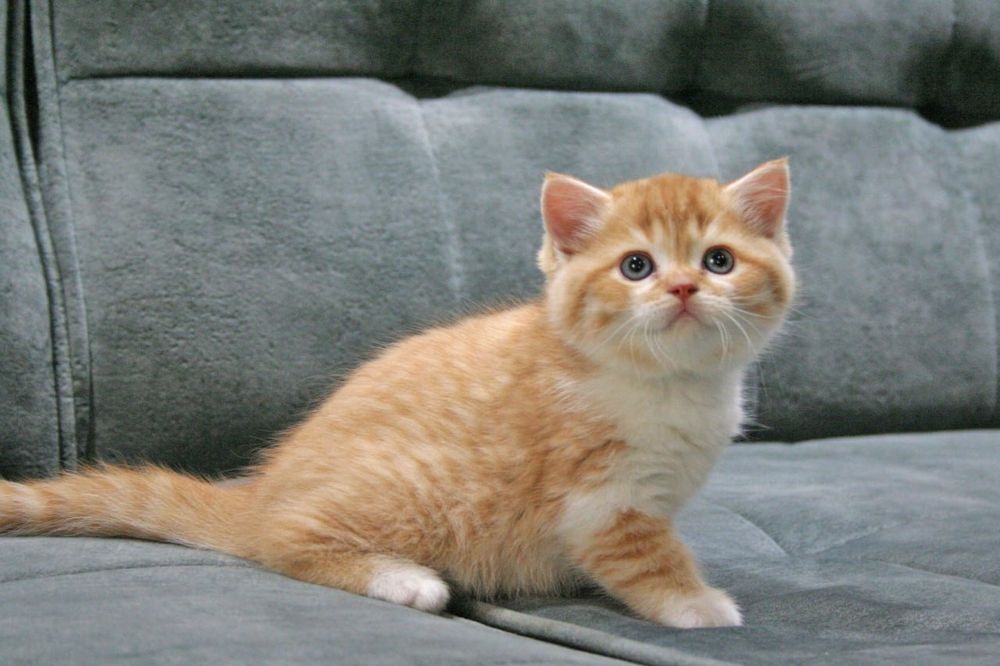 Продаю шикарного котенка