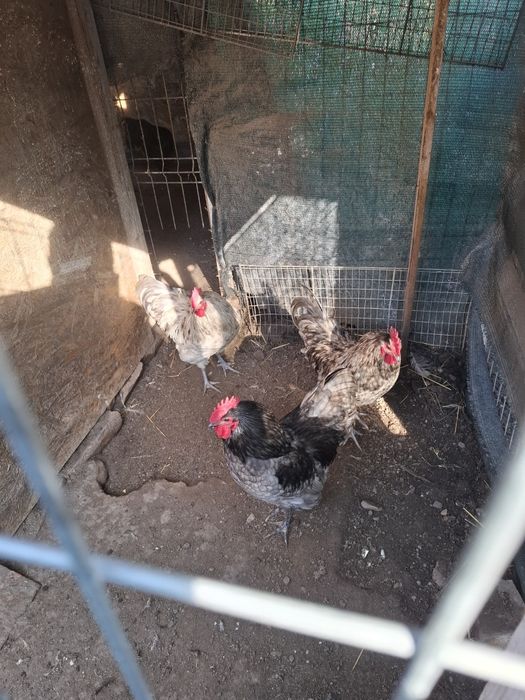 Cocoș australop albastru și splash