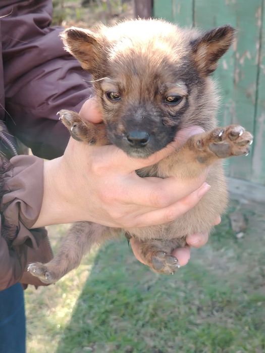 Отдам щенка в добрые руки