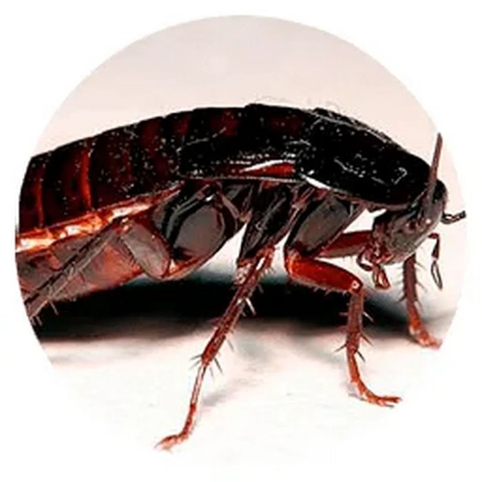 Дезинфекция (dezinfeksiya)дезинфекция Самарканд ш.