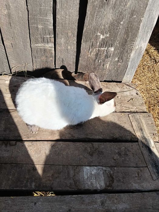 Iepuri de vânzare 80-180lei bucată negociabil puii și adulti