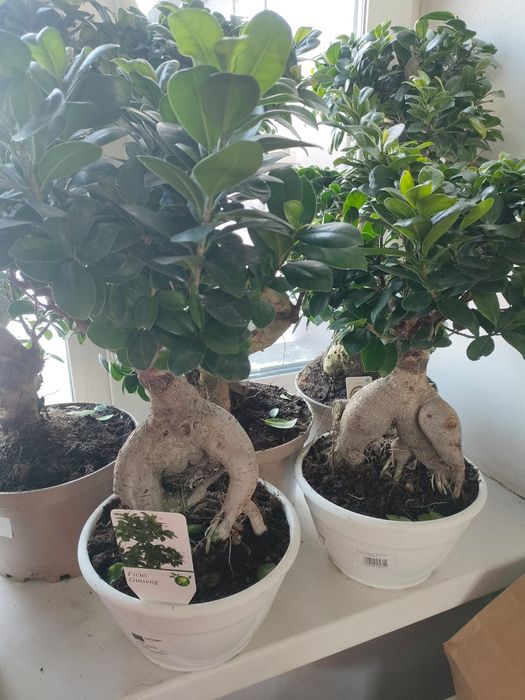 Бонсай дерево миллионера