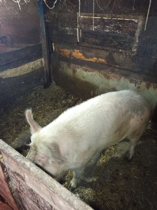 Проверенный КАБАК ..на племя