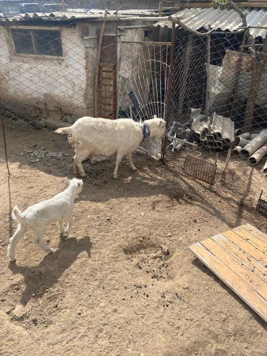 Ешкы сатылады (продается ) лактарымен