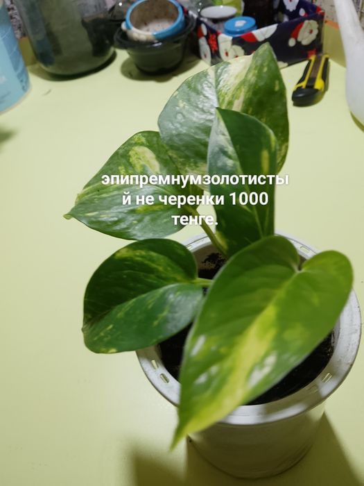 Продают цветы, эпипремнум, филодендрон, и черенки эпипремнума