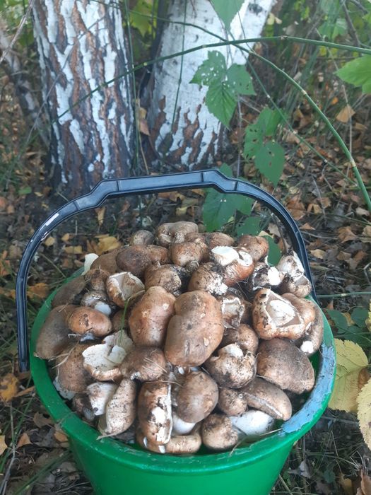 Продам грибы валуи 2500