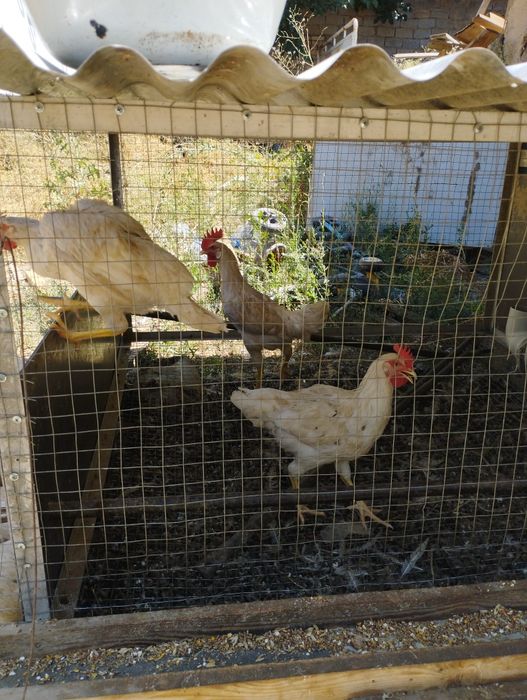 Srochna Joja Horozla sotiladi 80.000 som