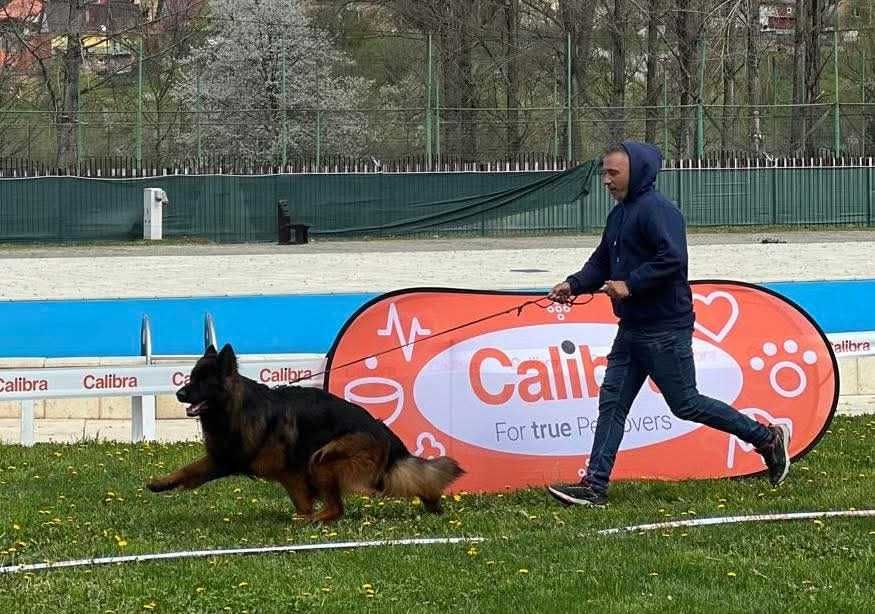 Vând cățelușă Ciobanesc german par lung