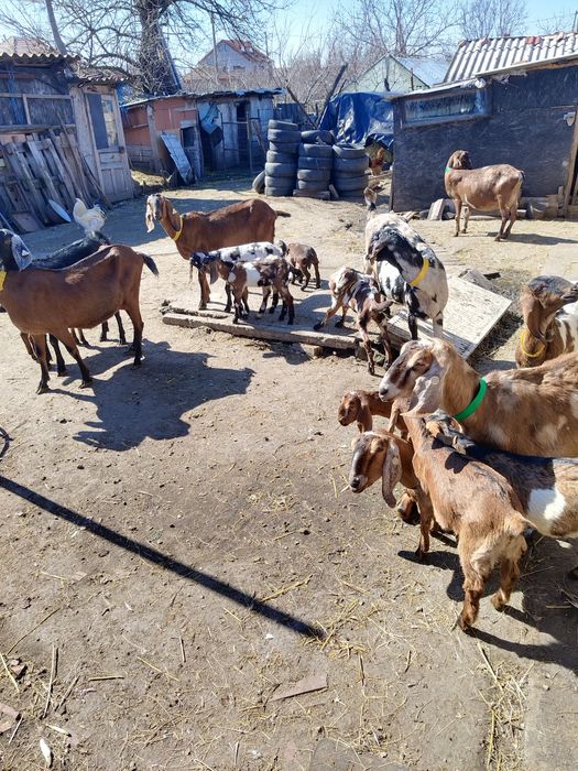 Masculi anglo nubian