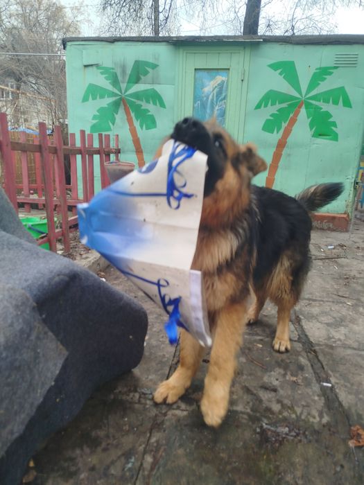 Продаю немецкую авчарку