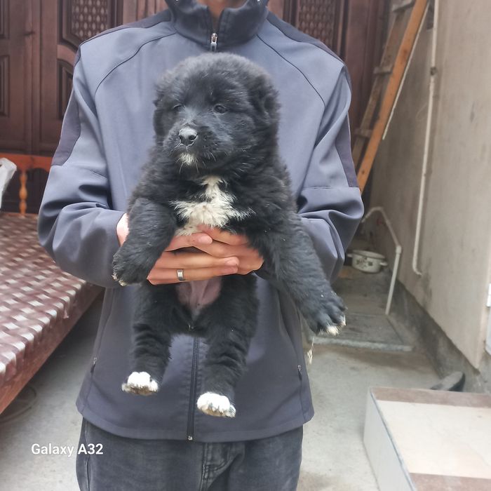 Алабай боласи ургочи  45кунли