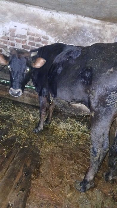 Продавам юница  много кротка