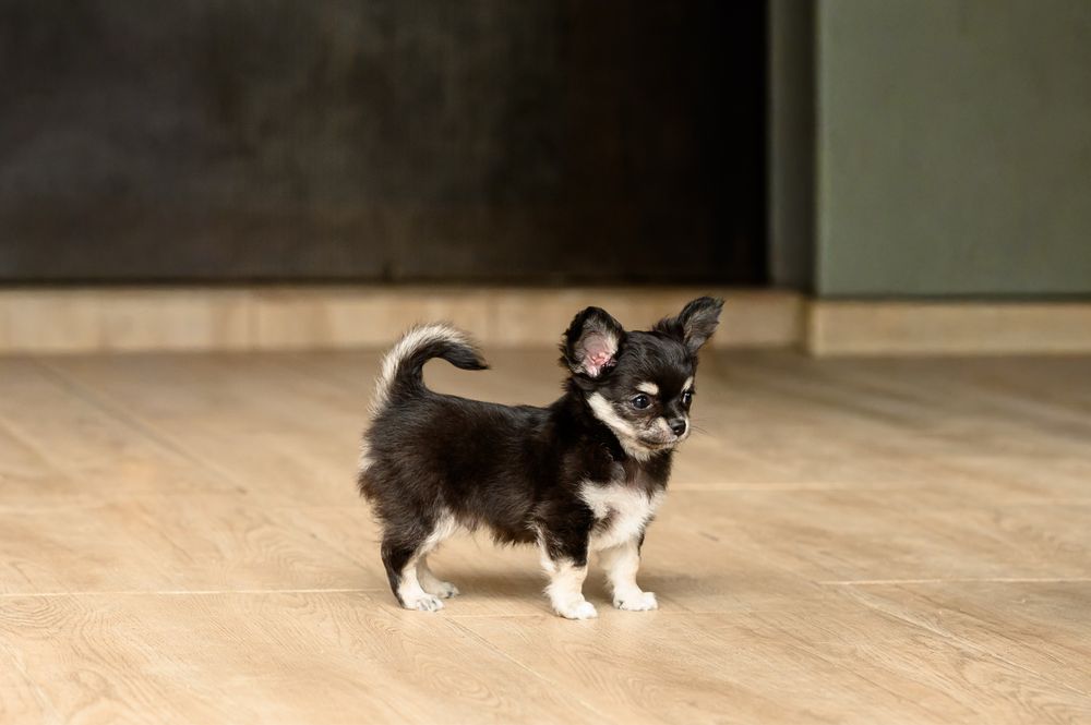 Chihuahacu  par lung