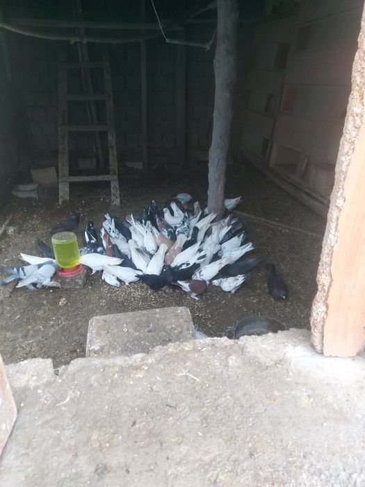 Голуби пакистанцы иранцы бакинцы