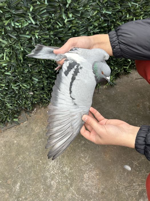 Гълъби диваци  .