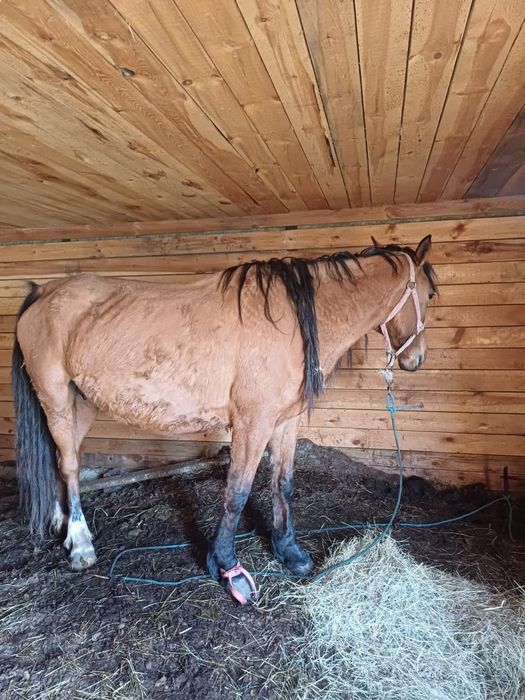 Продам кобылу 5 лет