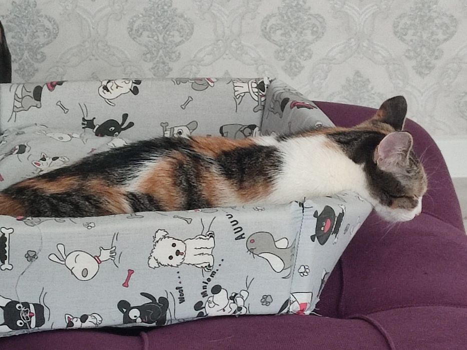 Отдам в добрые руки