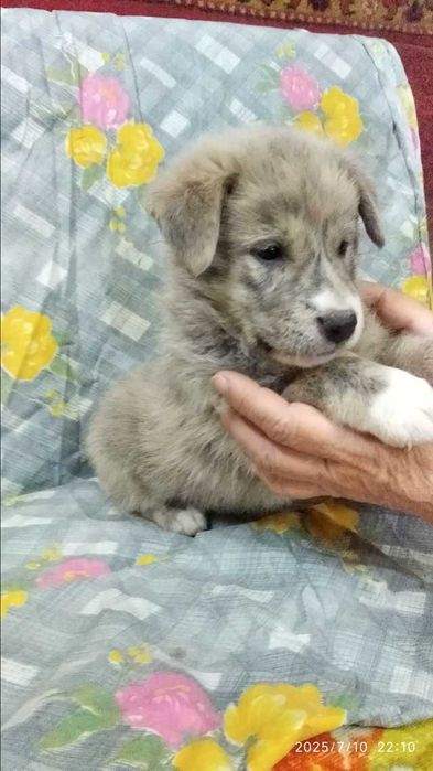 Отдам в хорошие руки