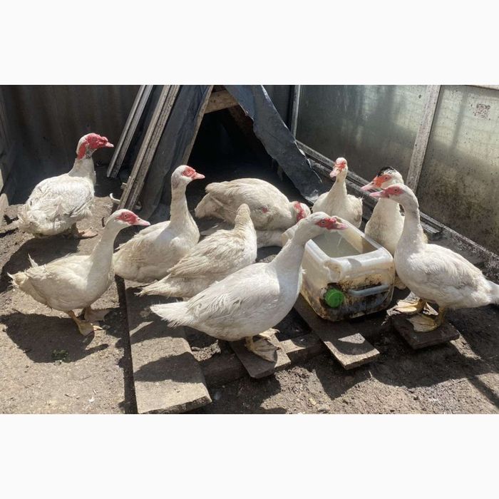 Индюшиные Бронза ЯЙЦА